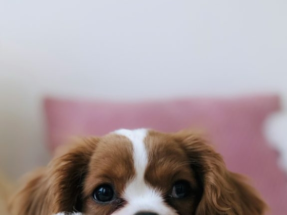 Understanding Bloat in Dogs: What Pet Pawrents Need to Know
