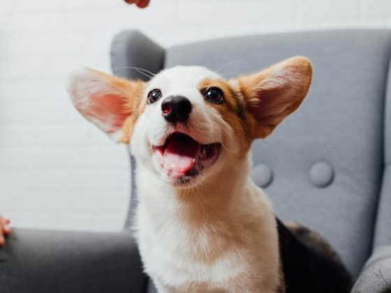 The Power of Pet Care Networking