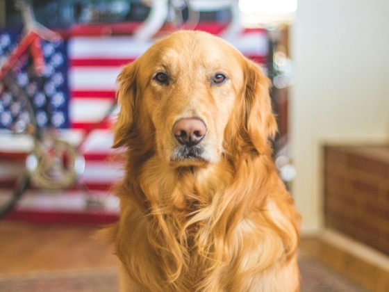 The Potential Dangers of Peanut Butter: What Every Pawrent Should Know