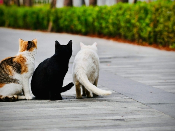 Everyday Habits That Can Create Stress for Your Pet