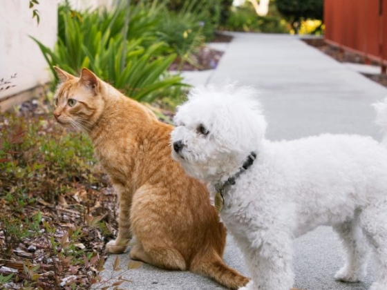 When to Change Your Pet’s Diet—And When Not To