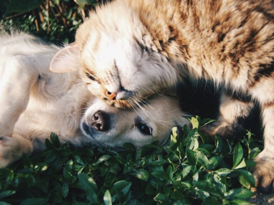How to Build Your Pet’s Optimal Meal