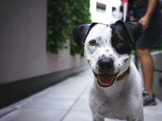How Education Builds Confidence in Pet Ownership