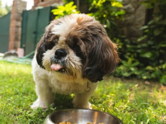 Raw, Kibble, Cooked: What's Best for Your Pet?