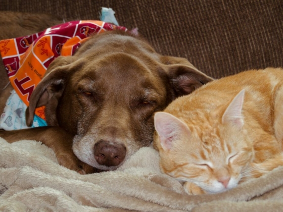 Choosing Holistic Help: What Pet Parents Should Know